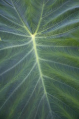 Canvas Print - Elephant ear Plant in the Fall 2019 I