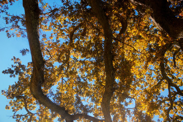 Tree in autumn