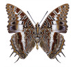 Butterfly Charaxes brutus (underside) on a white background