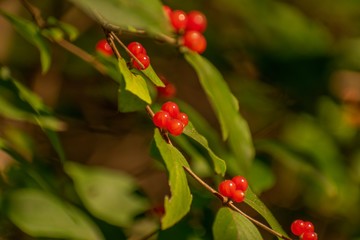 Wall Mural - Wild berries 