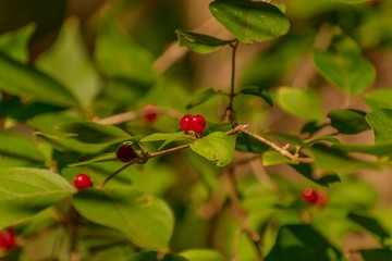 Wall Mural - Beautiful berries 