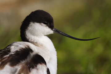 Canvas Print - avocet