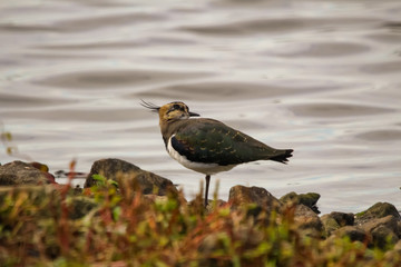 Wall Mural - lapwing