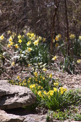 Wall Mural - yellow flowers in the garden