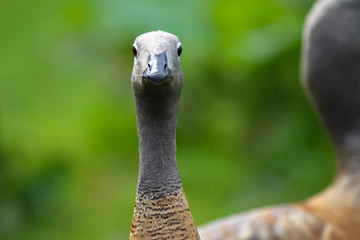 Canvas Print - goose