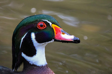 Canvas Print - wood duck