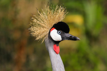 Poster - crowned crane