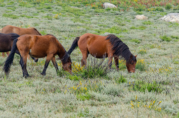 Garranos, caballos salvajes en la Serra do Geres, Portugal.