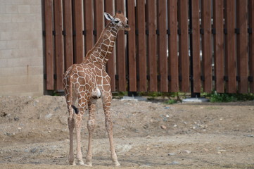 Canvas Print - Giraffe in the outdoors