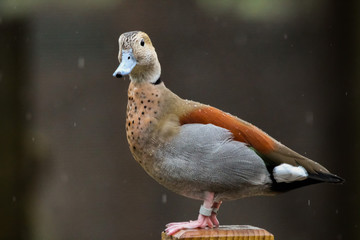 Canvas Print - duck