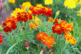 Fototapeta Maki - Beautiful flowers of marigold. Close-up. Background.