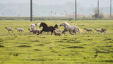 Fototapeta Uliczki - flock of sheep in field and horses