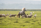 Fototapeta Uliczki - herd of horses