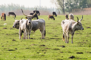 Wall Mural - cow and calf