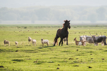 Wall Mural - herd of horses on pasture