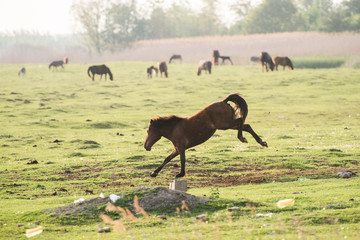 Wall Mural - horse and foal