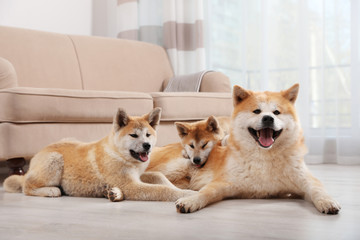 Poster - Adorable akita inu dog and puppies on floor in living room