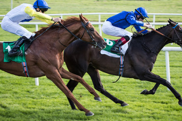 Wall Mural - Horse raceing action,  jockeys and race horses battleing for position