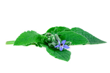 Canvas Print - Borage or borretsch green leaves and blue flower isolated on white. (Borago officinalis)