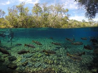 Peixes em Bonito - MS