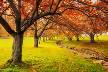 Autumn In Hurd Park, Dover, New Jersey With Fall Foliage On Cherry Trees.
