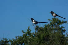 The Magpie Bird On The Moroccan Argan Trees