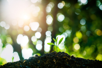 The seedling are growing in the soil with the backdrop of the sun or sunlight. / Wherever the tree is planted, everyone will benefit from it. The worldwide platform to plant trees.