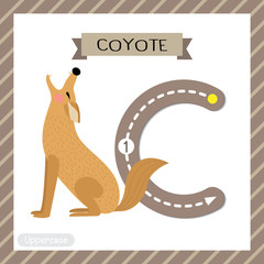 Wall Mural - Letter C uppercase tracing. Howling Coyote