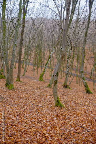 Hoia Baciu Forest The World Most Haunted Forest With A Reputation For Many Intense Paranormal Activity Buy This Stock Photo And Explore Similar Images At Adobe Stock Adobe Stock Hoia Baciu Forest The World Most Haunted Forest With A Reputation For Many Intense Paranormal Activity Buy This Stock Photo And Explore Similar Images At Adobe Stock Adobe Stock