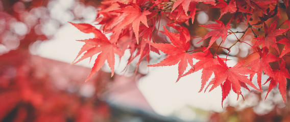 autumn colors in tokyo, japan, beautiful autumn maple leaves in sunlight. autumn forest natural land