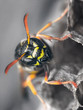 Macro portrait of paper wasp among wasp nests in vespiary