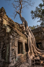 Ta Prohm Aka "Angelina Jolie's " Temple, Siem Reap Province, Cambodia