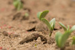 canvas print picture - A row of tiny soybean sprouts just emerging during June in Raleigh, North Carolina.