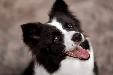 Wall Mural - Amazing black and white border collie do a trick in the forest