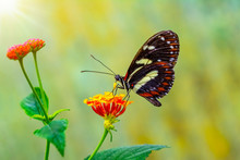 Beautiful Butterfly Sitting On Flower In A Summer Garden
