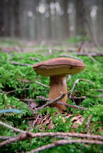 A Isolated Wild And Edible Bay Bolete Mushroom Growing In The Forest On A Bed Of Moos