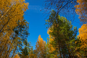 Wall Mural - Autumn landscape with trees and blue sky. Beautiful bright view with leaves and branches, lit by natural sunlight in the fall.