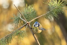 Selective Closeup Focused Shot Of A Chickadee Bird With Colorful Feathers On A Fir Tree Branch