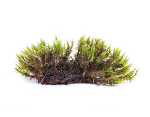 Wall Mural - green moss sphagnum closeup isolated