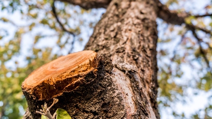 sawn branch on a tree close-up