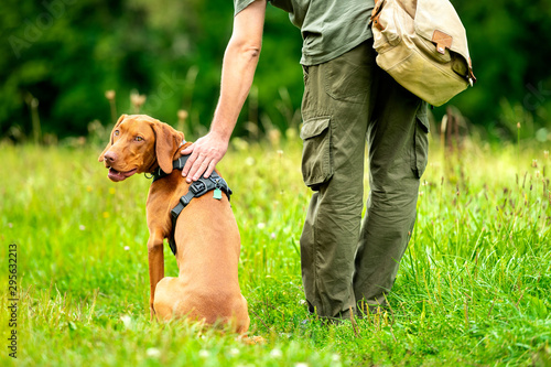 vizsla obedience training