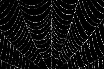 i walked into the spider's web