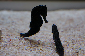 Wall Mural - Small black seahorse in the aquarium