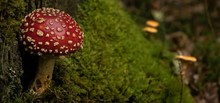 Focused Shot Of An Agaric Red Mushroom In The Forest