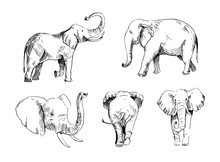 Elephant Sketch. Hand Drawn Illustration Converted To Vector. Outline Isolated On White Background