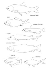 Wall Mural - Farmed fish. Line black illustration collection.