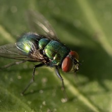 High Angle Shot Of A Fly On A Green Leaf In The Forest