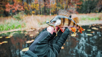 fish caught in the autumn on the river.