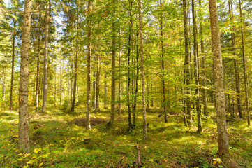  autum at the schiederweiher