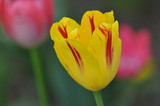 Fototapeta Tulipany - Flowers